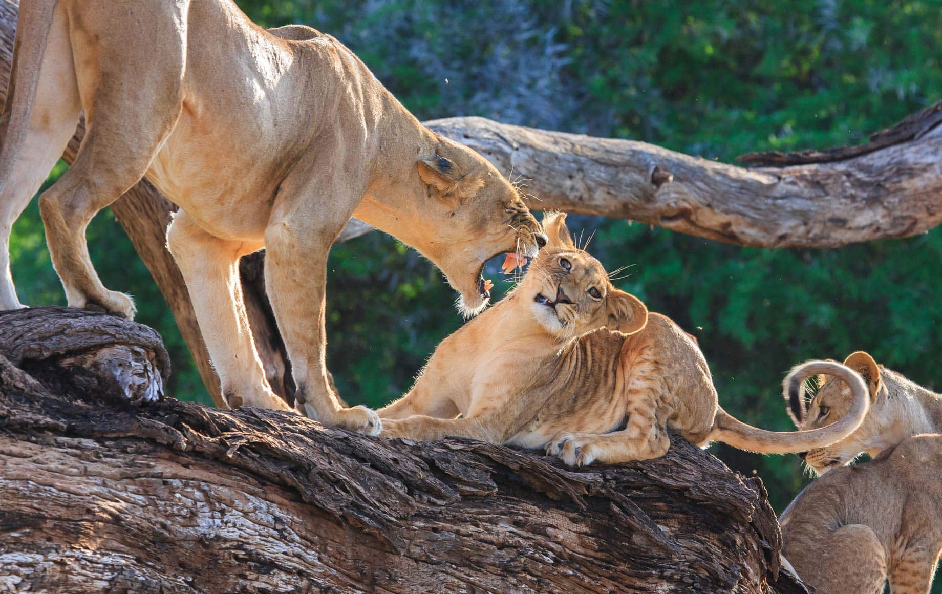 6-Day Kenya Wildlife Safari Holiday Itinerary